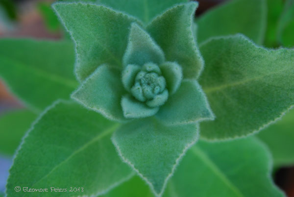 Königskerze Frühstadium