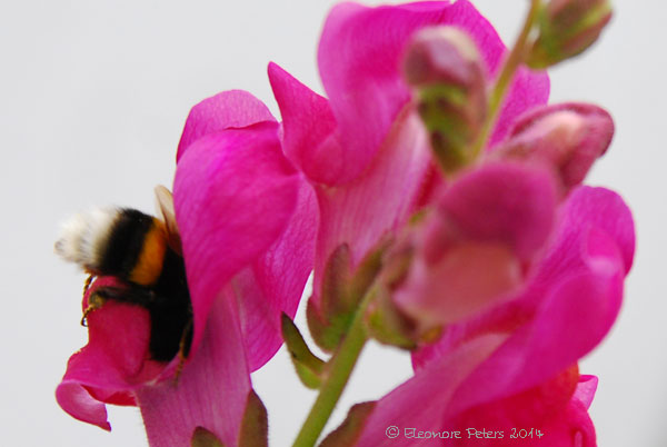 Löwenmaul mit Hummel