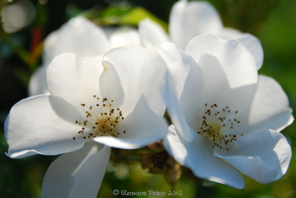 Wildrose weiss