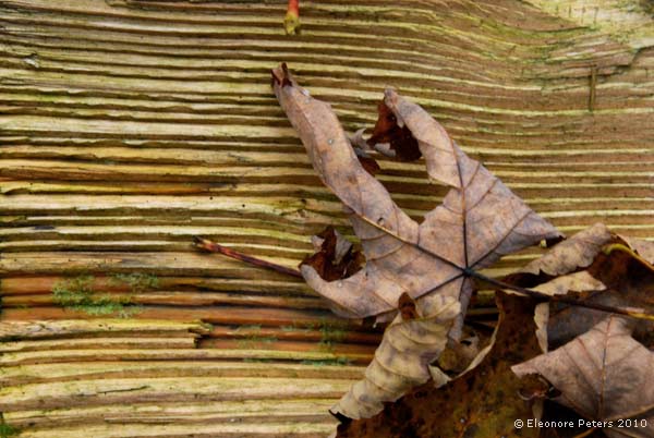 Geriffeltes Holz mit Blatt