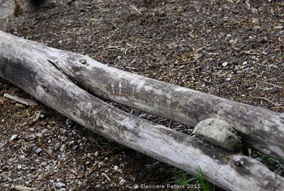 Holz-Schnabel mit Stein