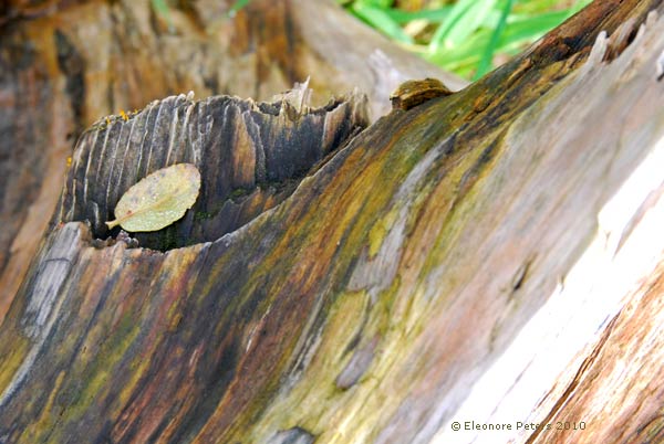 morsches Holz farbig