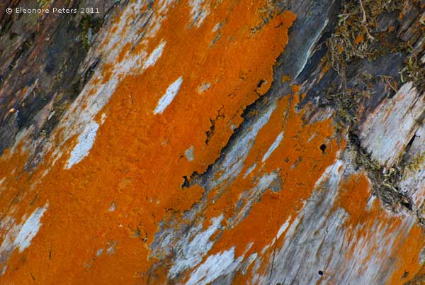 morsches farbiges Holz