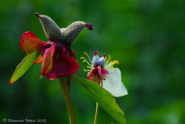 Pfingstrose verblüht