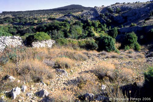 Cres Wanderweg durch Macchia