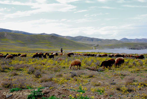 Schafherde Nähe Salzisee Iran