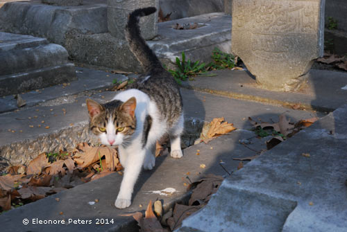 Friedhofskatze auf dem Eypüp Friedhof in Istanbul