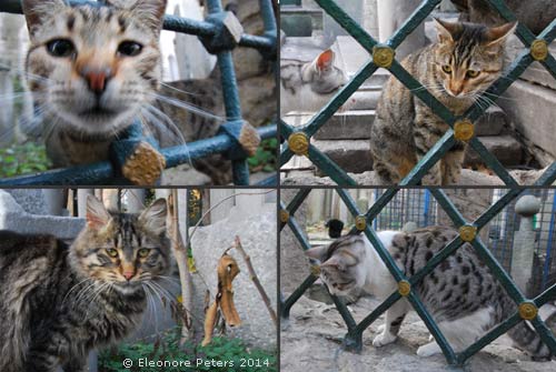 Katzen Friedhof Eyüp Istanbul