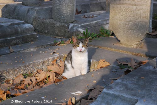 Katze auf dem Eypüp Friedhof in Istanbul