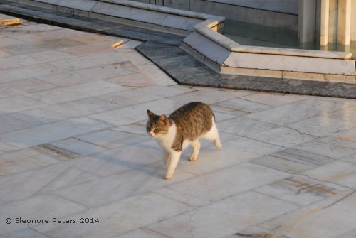 Eyüp Katze