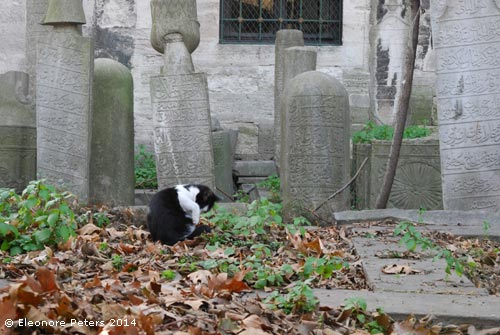 Friedhofskatze Eyüp Friedhof Istanbul