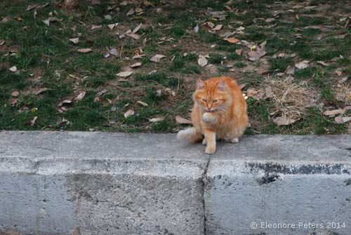 Katze im Gezi-Park
