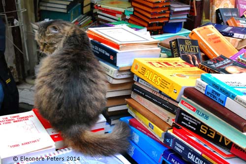 Bücherkatze