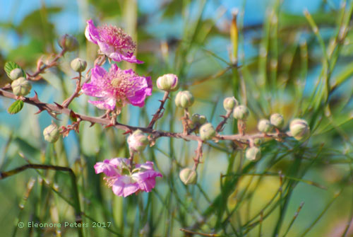 Brombeerblüte