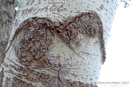 Baum-Dessous