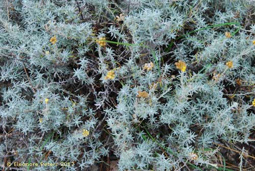 Immortelle auf Krk