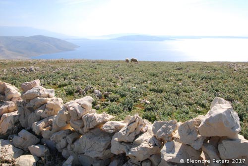 Krk Berg Bratinac mit Trockenmauer und Schafen