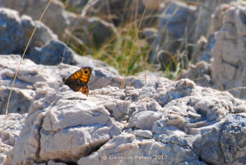Krk Mondplateau mit Schmetterling