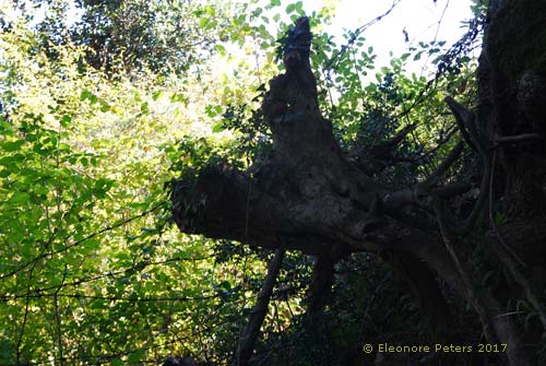 Holzipferd im Wald