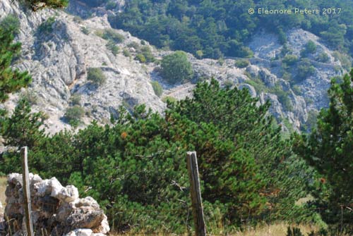 Krk Zakam Felsen und Kiefern