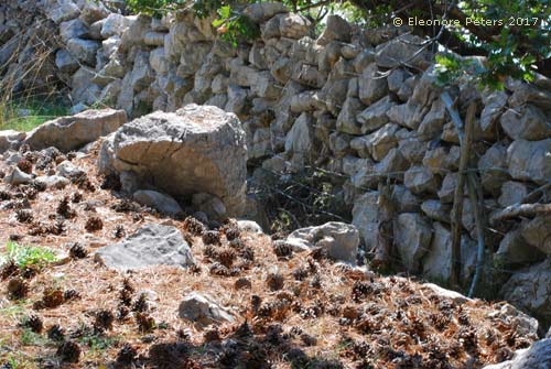 Insel Krk Berg Zakam Kiefernzapfen