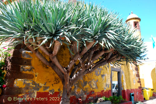 Madeira, Altstadt von Funchal, der HDauptstad