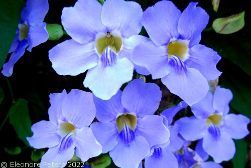 Blaue Blüte ener Ranke Madeira