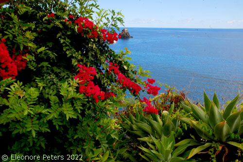 Madeira Küste mit Blumen