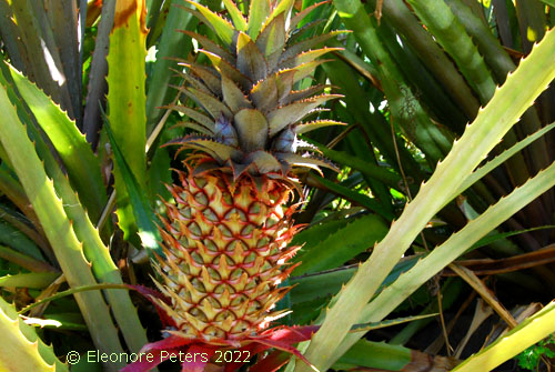 Madeira, Levada Wanderweg Ananas