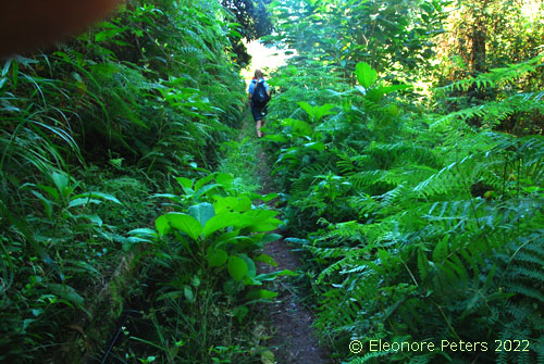 Madeira, Levada Wanderweg