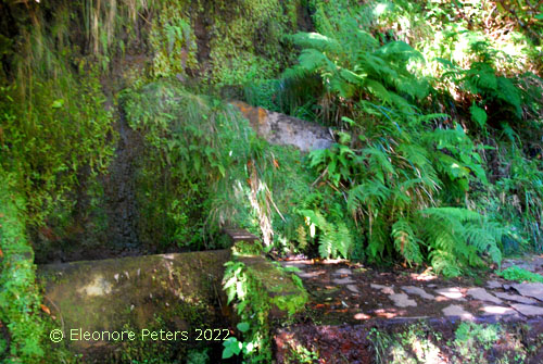 Levada 25 FountaMadeira