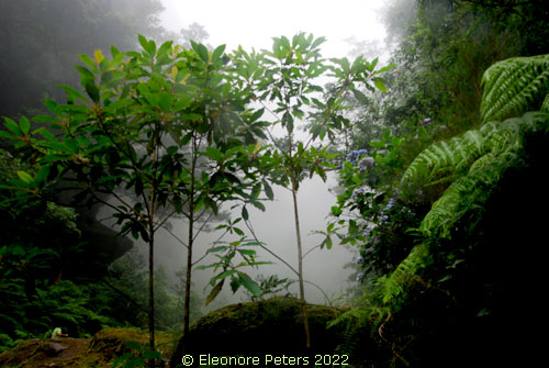 Madeira, Levada Regenwald