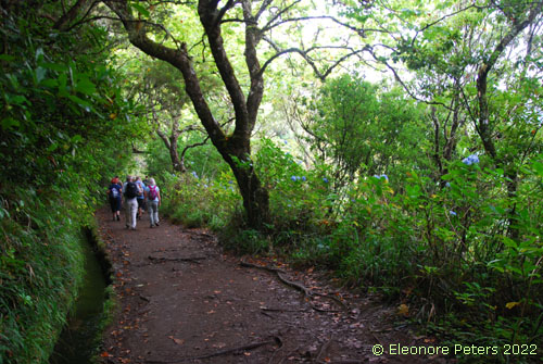 Madeira, Levada Regenwald