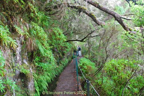 Madeira, Levada Regenwald