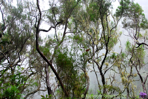 Madeira, Levada Regenwald