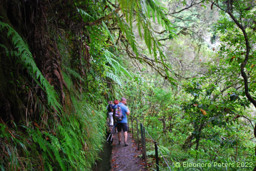 Madeira, Levada Regenwald
