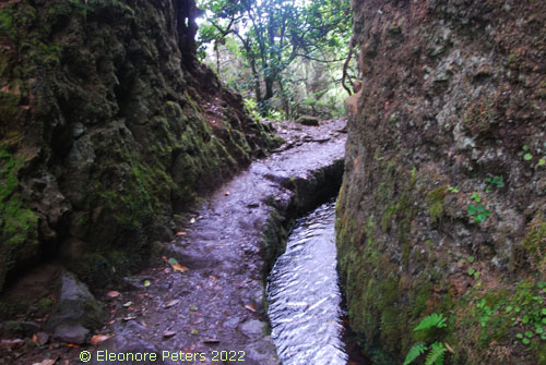 Madeira, Levada Regenwald