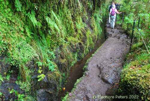 Madeira, Levada Regenwald