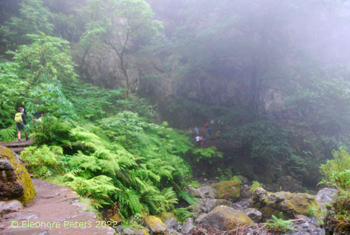 Madeira, Levada Regenwald