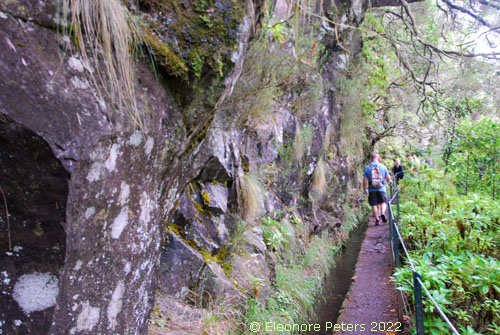 Madeira, Levada Regenwald