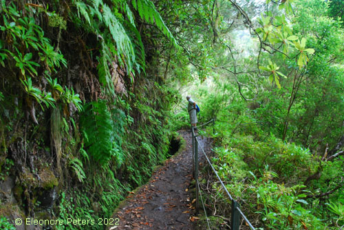 Madeira, Levada Regenwald