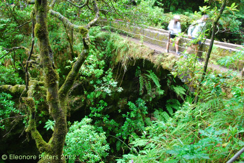 Madeira, Levada Regenwald