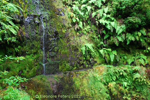 Madeira, Levada Regenwald