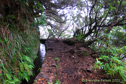Madeira, Levada Regenwald