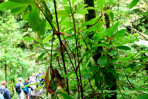 Madeira, Levada Regenwald