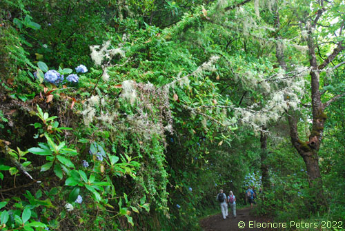 Madeira, Levada Regenwald