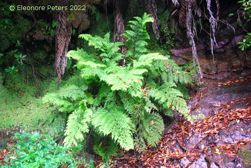Madeira, Levada Regenwald