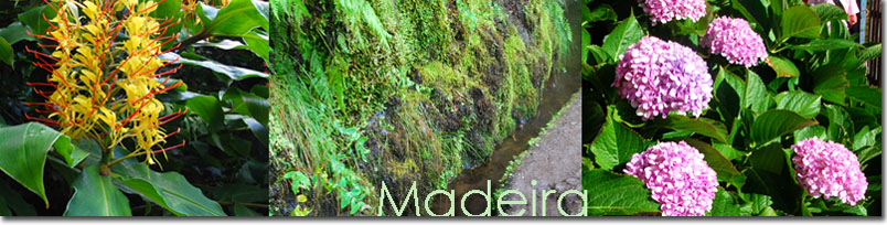 Madeira Header