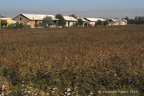 Siedlung und Baumwollplantage