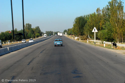 Kuh an der Straße hinter Samarkand